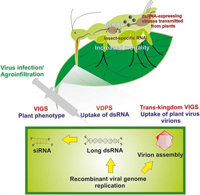 Frontiers | The Use of Engineered Plant Viruses in a Trans-Kingdom